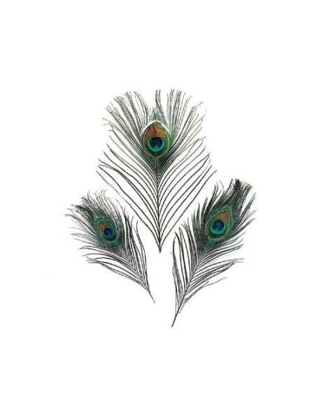 Comprar Pluma Pavo Real en nuestra Tienda Online de Pesca a Mosca | Mosca y Linea